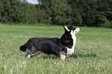 CORGI PEMBROKE 372